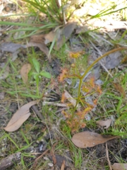 Drosera auriculata