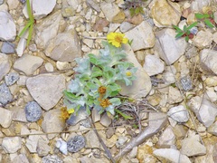 Thymophylla micropoides