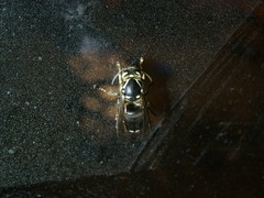 Vespinae