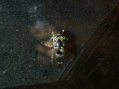 Vespinae