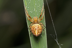 Salsa brisbanae