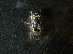 Vespinae