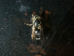 Vespinae