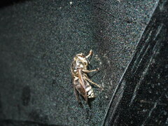 Vespinae