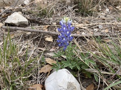 Lupinus texensis