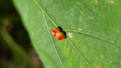 Zopheroteras sphaerula