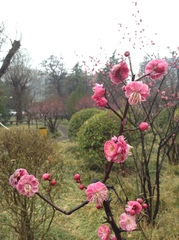 Prunus mume