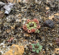 Drosera pulchella