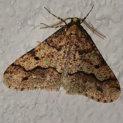 Erannis defoliaria