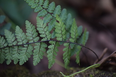 Myriopteris alabamensis