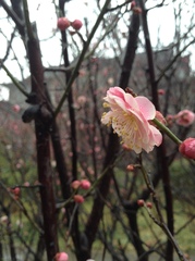 Prunus mume