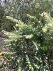 Grevillea trifida