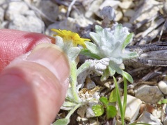 Thymophylla micropoides
