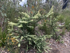Grevillea trifida