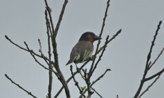 Lybius torquatus torquatus