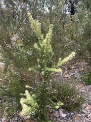 Grevillea trifida