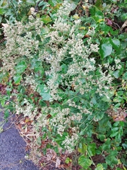 Eupatorium cordigerum
