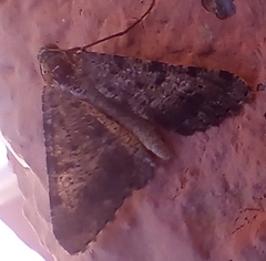 Frederickia s-signata