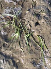 Zostera muelleri