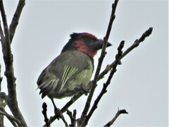 Lybius torquatus torquatus
