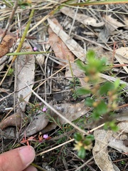 Euryomyrtus ramosissima