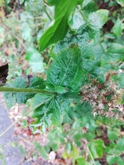 Eupatorium cordigerum