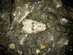 Bryophilina mollicula