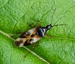 Anthocoris nemorum