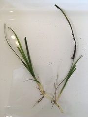 Zostera muelleri