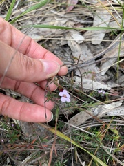 Euryomyrtus ramosissima