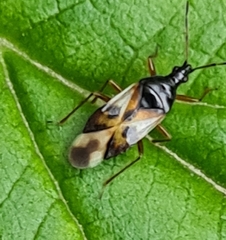 Anthocoris nemorum