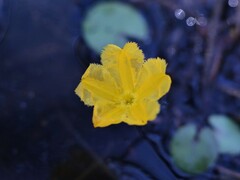 Nymphoides aurantiaca