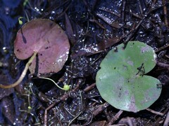 Nymphoides aurantiaca