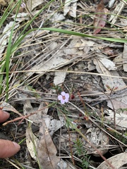 Euryomyrtus ramosissima