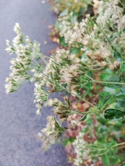 Eupatorium cordigerum