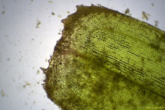 Zostera muelleri
