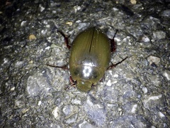 Hydrophilus acuminatus