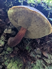 Aureoboletus mirabilis