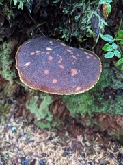 Aureoboletus mirabilis