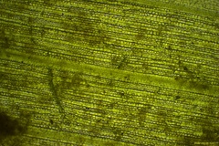 Zostera muelleri