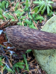 Aureoboletus mirabilis