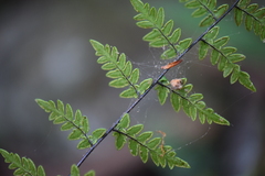 Myriopteris alabamensis