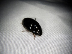 Sternolophus rufipes