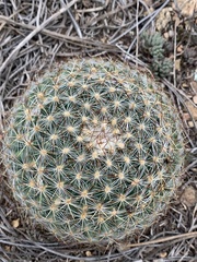 Pediocactus simpsonii