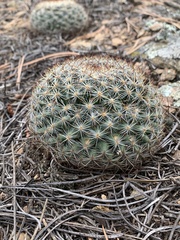 Pediocactus simpsonii