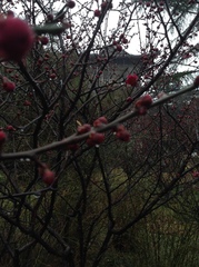 Prunus mume
