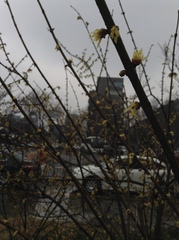 Chimonanthus praecox