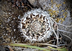 Orostachys spinosa