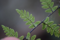 Myriopteris alabamensis