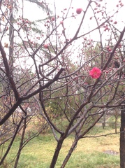 Prunus mume